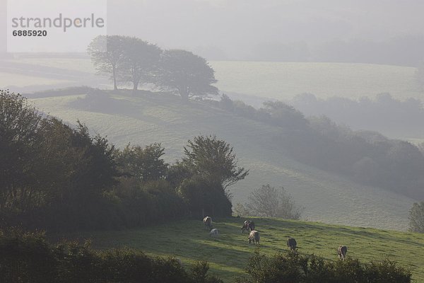 nahe  überqueren  Europa  Morgen  Großbritannien  Nebel  Herbst  Kreuz  England  Somerset