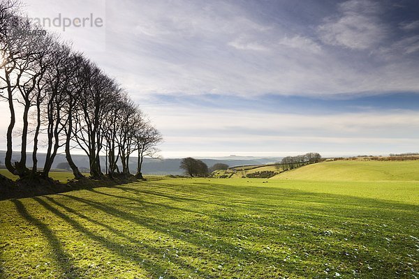 Europa  Baum  Großbritannien  Buche  Buchen  Devon  England  Hecke