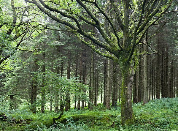 Europa  Großbritannien  Brecon Beacons National Park  Powys  Wales