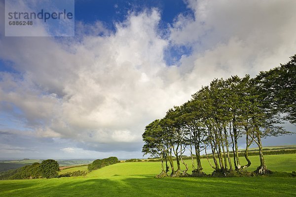 Europa  Baum  Großbritannien  Feld  Buche  Buchen  antik  England  Hecke  Somerset