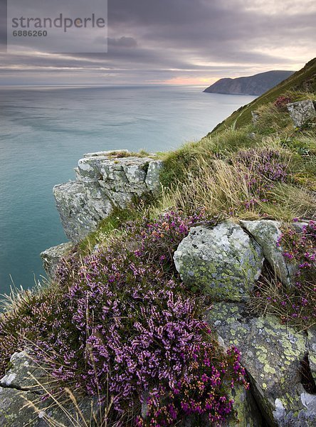 Felsbrocken  Europa  sehen  Blume  Großbritannien  Sonnenaufgang  Tal  Heidekraut  Erica herbacea  Erica carnea  zeigen  Devon  England