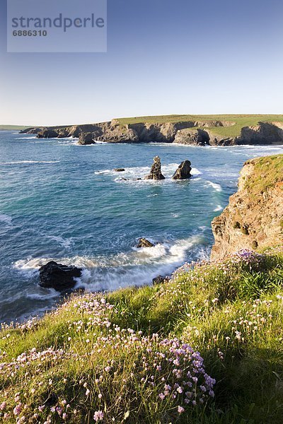 Europa  Großbritannien  Wildblume  Ansicht  Bucht  Cornwall  England