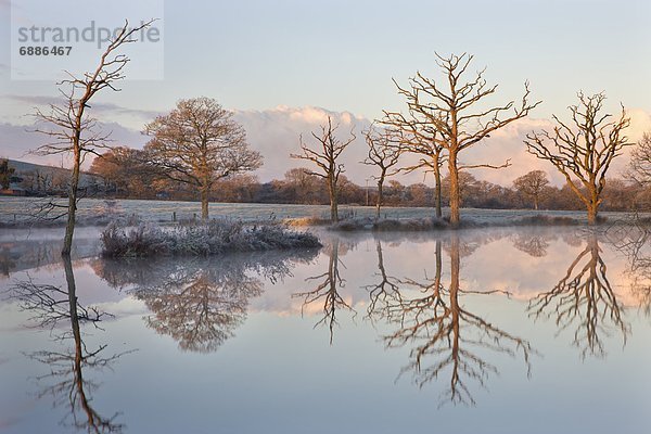 nebeneinander  neben  Seite an Seite  Europa  Ländliches Motiv  ländliche Motive  Großbritannien  Morgendämmerung  Kälte  Ausdauer  Devon  England  Teich