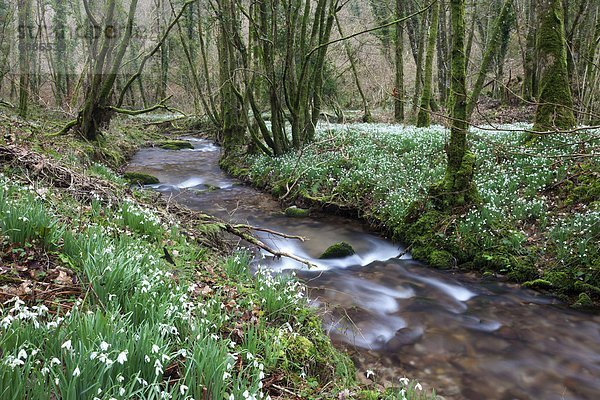 Europa Blume Großbritannien Holz Schneeflocke Schneeglöckchen England Somerset