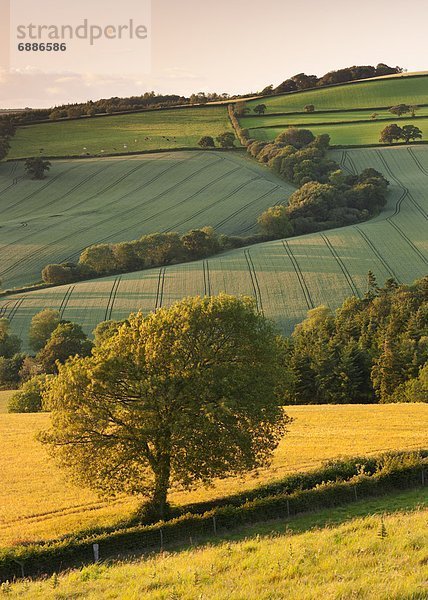 Europa  Großbritannien  Devon  England