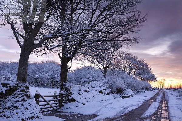 nebeneinander  neben  Seite an Seite  Landstraße  Europa  bedecken  Baum  Großbritannien  England  Schnee  Somerset