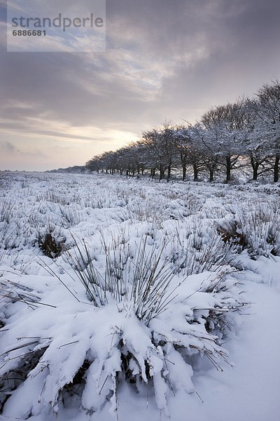 Europa  Großbritannien  England  Somerset