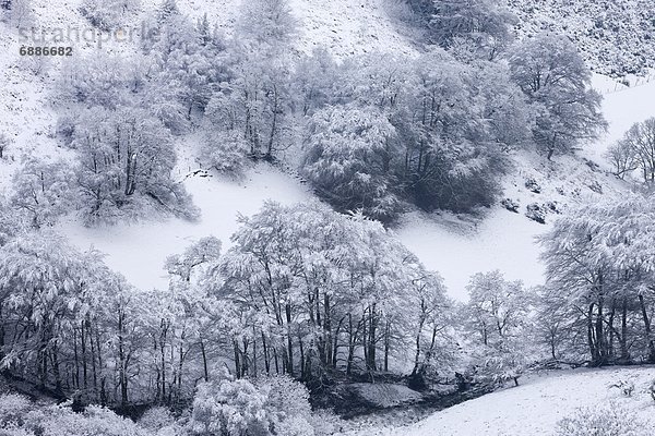 Europa  bedecken  Baum  Großbritannien  England  Schnee  Somerset