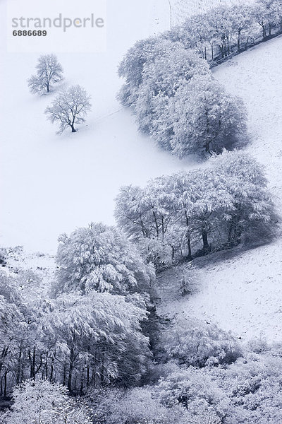 Europa  Baum  Großbritannien  England  Schnee  Somerset