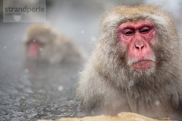 Wärme  japanisch  Affe  Nachdenklichkeit