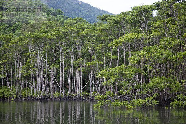 Baum  Fluss  Mangrove