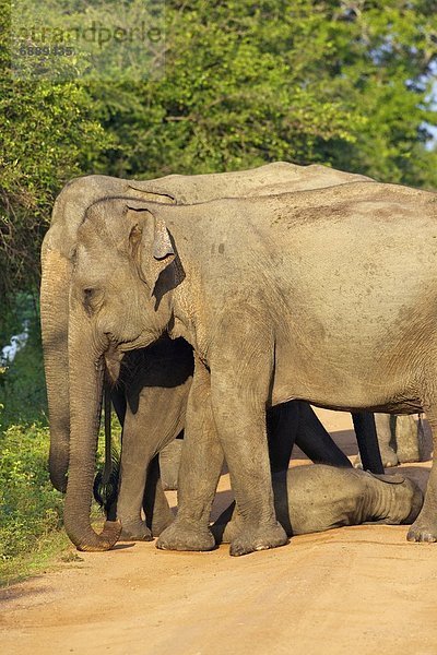 ungestüm  Elefant  Asien  Baby  Sri Lanka
