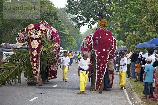 Colombo  Hauptstadt  Vorbereitung  Elefant  asiatisch  Asien  Gefangenschaft  Sri Lanka