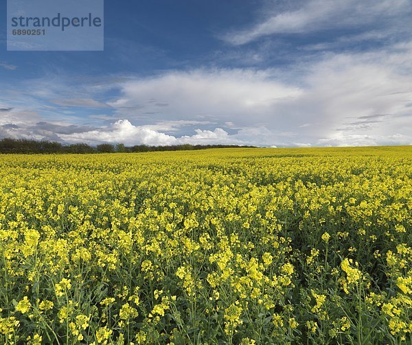 nahe  zeigen  Schönheit  Feld  Ansicht  Norfolk  England