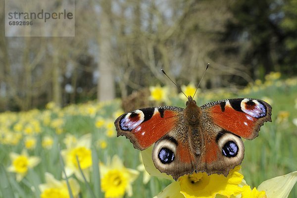 Narzisse  ungestüm  Schmetterling  England  IO  Pfau  Wiltshire