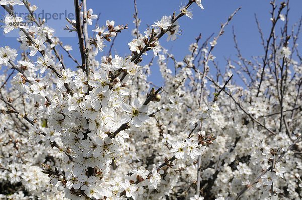 Schwarzdorn  Prunus spinosa  Europa  Blume  Großbritannien  Pflaume  Cornwall  England  voll