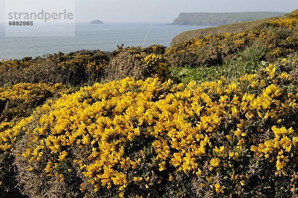 Blume  Steilküste  Strauch  hoch  oben  Hintergrund  Cornwall  England