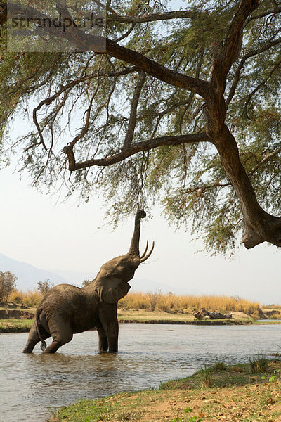 Junger afrikanischer Elefant  der im Sambesi Fluss  Mana Pools  Zimbabwe bis zum Baum reicht.
