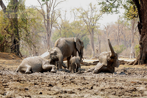 Afrikanische Elefanten beim Baden im Schlamm  Mana Pools  Simbabwe