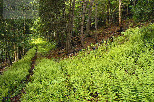 Ferns Along Woodland Shampers Bluff  New Brunswick Canada