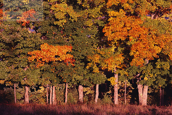 Trees in Autumn Near Kingston  New Brunswick Canada