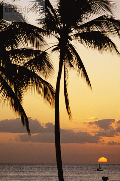 Baum  Silhouette  Abenddämmerung  Hawaii