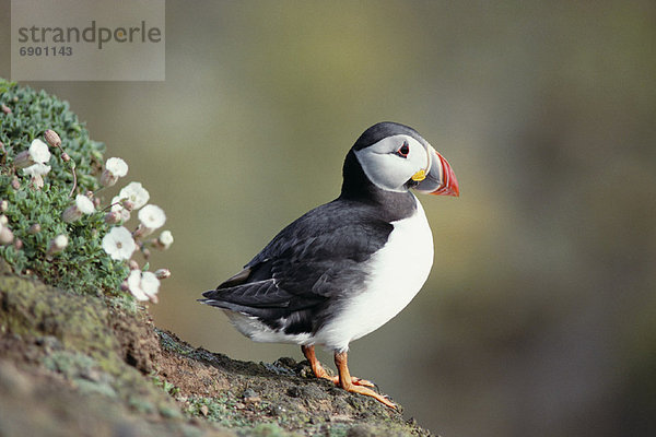Puffin Wales
