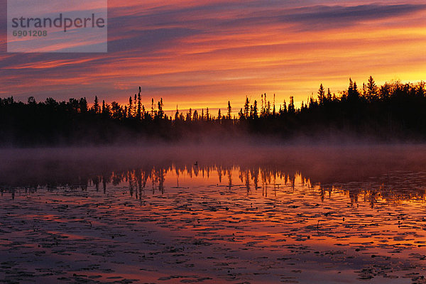 Seetaucher  Sonnenaufgang  Alberta  Kanada  Teich