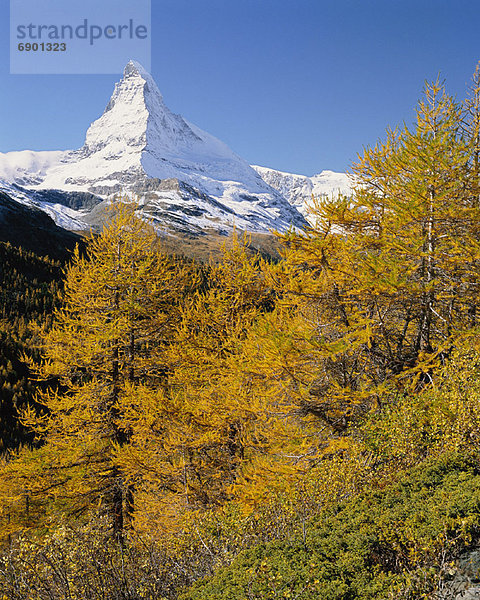 Berg  Baum  Matterhorn  Herbst  Schweiz  Zermatt