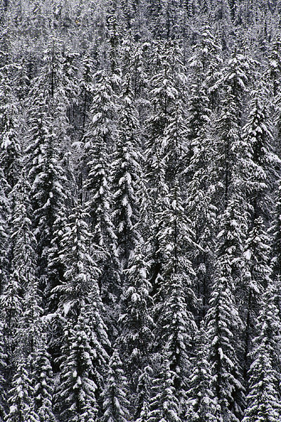 bedecken  Baum  Alberta  Banff  Kanada  Schnee