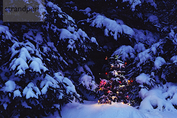 Außenaufnahme  Baum  Weihnachten  freie Natur