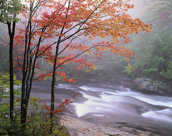 Baum  Fluss  Herbst  Zimmer  Kanada  Muskoka  Ontario