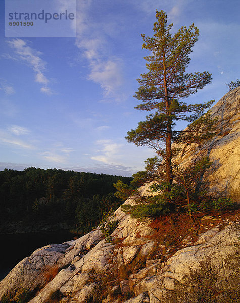 weiß  Kiefer  Pinus sylvestris  Kiefern  Föhren  Pinie  Ländliches Motiv  ländliche Motive  Kanada  Killarney  Ontario