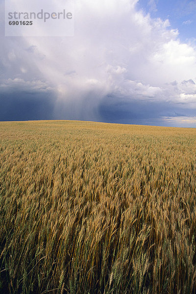 Wheat Field Near Swift Current  Saskatchewan Canada