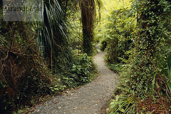 Küste  neuseeländische Südinsel  Neuseeland  Regenwald