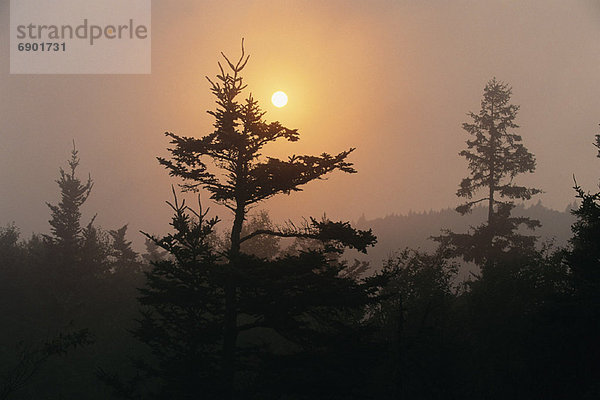 Sonnenuntergang  Baum  Silhouette  Braunschweig  Kanada  neu
