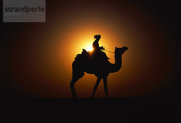 Mann  Sonnenuntergang  Silhouette  fahren  Kamel  Indien  Jaisalmer