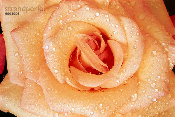 Wasser  heraustropfen  tropfen  undicht  Close-up  close-ups  close up  close ups  Rose