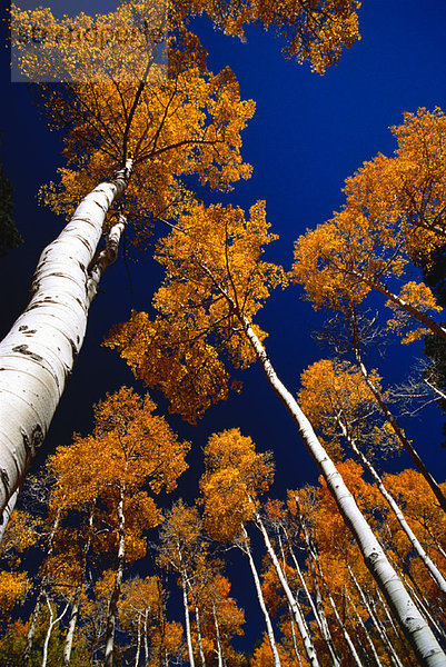 Espe  Populus tremula  Vereinigte Staaten von Amerika  USA  hoch  oben  sehen  Baum  Herbst  Arizona