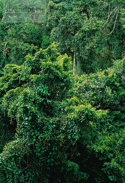Tropisch  Tropen  subtropisch  Ecuador  Regenwald