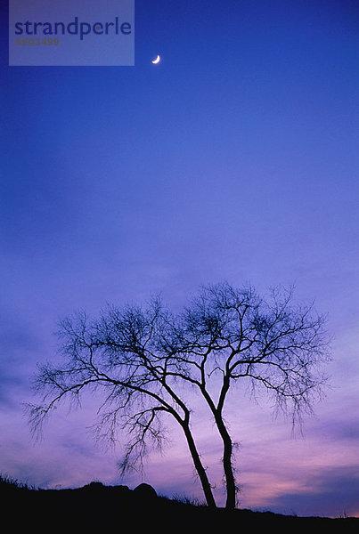 Baum  Silhouette  Kanada  Abenddämmerung  Quebec