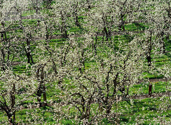 Vereinigte Staaten von Amerika  USA  Tal  Fluss  blühen  Obstgarten  Apfel  Kapuze  Oregon