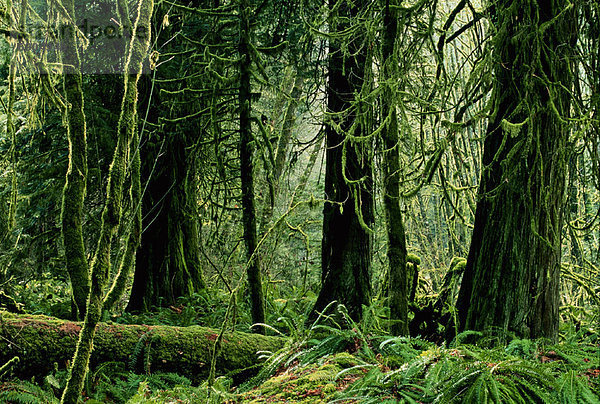 Goldstream Provincial Park  Regenwald  Vancouver Island