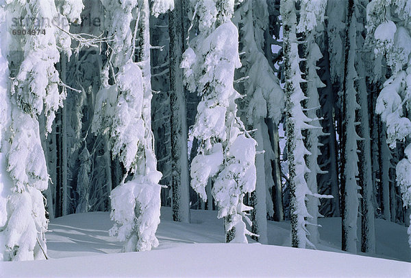bedecken  Baum  Österreich  Schnee