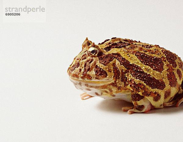 Profil  Profile  Frosch