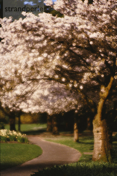 Baum  Weg  blühen  vorwärts  Kanada