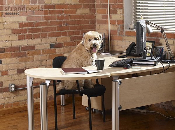 sitzend  Schreibtisch  Hund