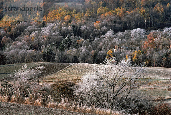 Baum  Beleuchtung  Licht  Herbst  Kanada  New Brunswick  Neubraunschweig  Schnee