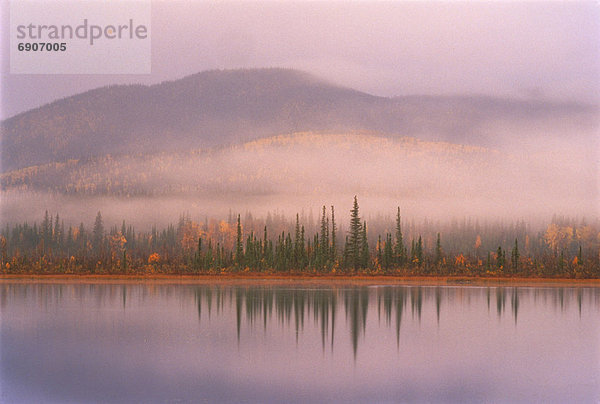 Vereinigte Staaten von Amerika  USA  Berg  Baum  über  Nebel  Flucht  Tetlin  Alaska  Alaska  Wildtier