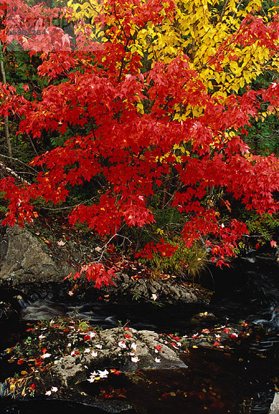 Baum  Herbst  zeigen